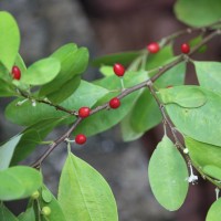 <i>Erythroxylum novogranatense</i>  (D.Morris) Hieron.